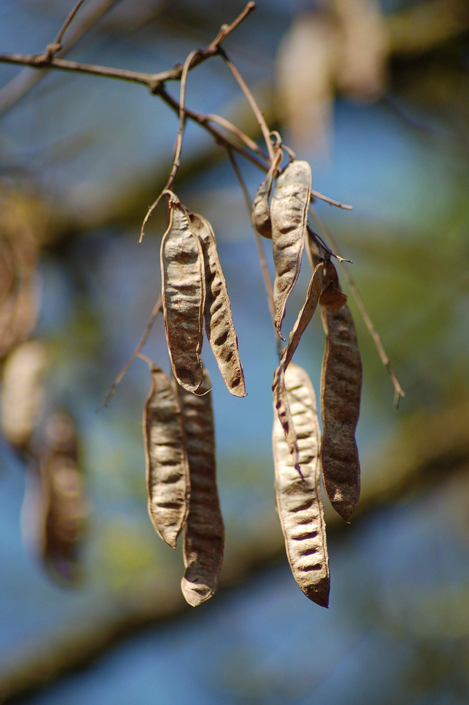 Robinia pseudoacacia